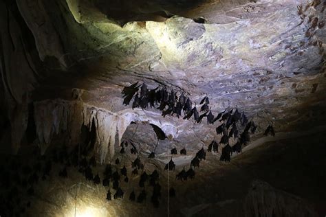 水型水晶洞 看到蝙蝠代表什麼